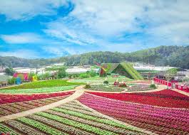 The Da Lat Flower Festival 2024 will run for nearly a month.